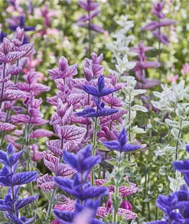 Salvia viridis