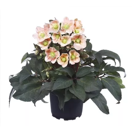 HEL_HGC_Pink_Frost_448020 (2).jpg