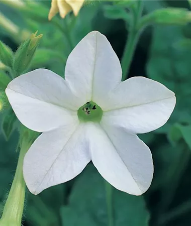 Nicotiana alata
