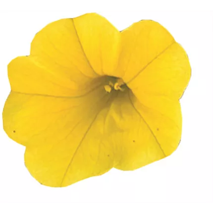 CAL_Calita®_Deep Yellow_411215_51 │ 128 │ URC_Calibrachoa Lia Yellow.jpg