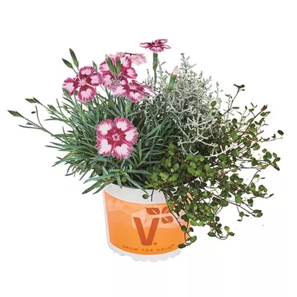 Autumn Checkies Carmine Dream 496810 Freisteller0343.jpg