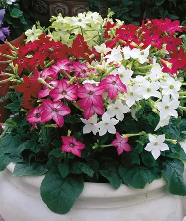 Nicotiana alata