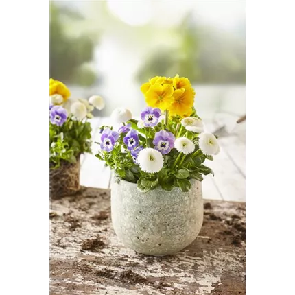 SPE TRIO_Spring_Checkies_Ocean_Holiday 496760 (2).jpg