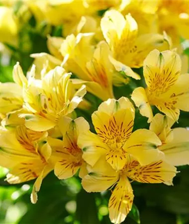 Alstroemeria x hybrida