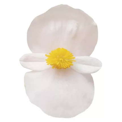 Begonia x benariensis BIG White Green Leaf_C4001195-JPG - 300 DPI - 1000px.jpg