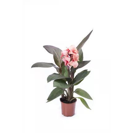 CAN_Cannova F1_Bronze Peach_414523FCAA-43-01_KATALOG.jpg