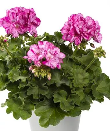 Pelargonium x zonale