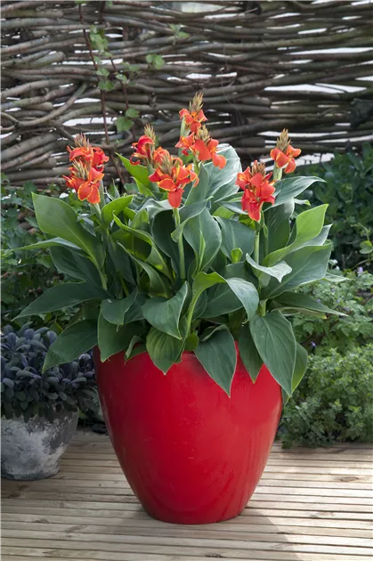10 Migliori Canna Indica Pianta In Italia - 13
