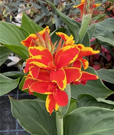 Canna indica