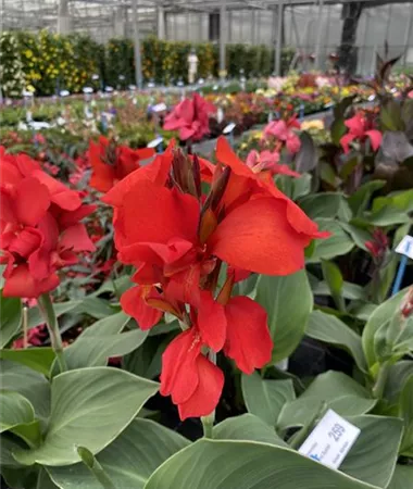 Canna indica