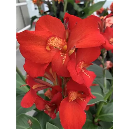 IMG_0524 Cannova Scarlet.JPG