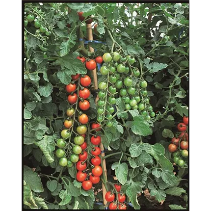 SOL Tomate Sweet Million 537600.jpg