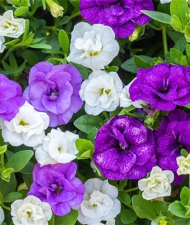 Calibrachoa cultivars
