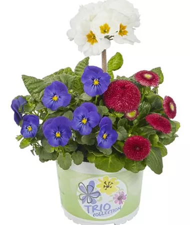 Bellis-Primula-Viola