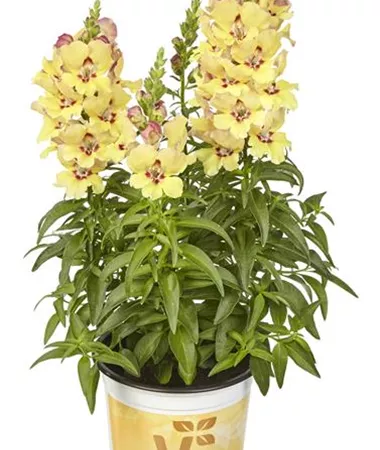 Antirrhinum majus