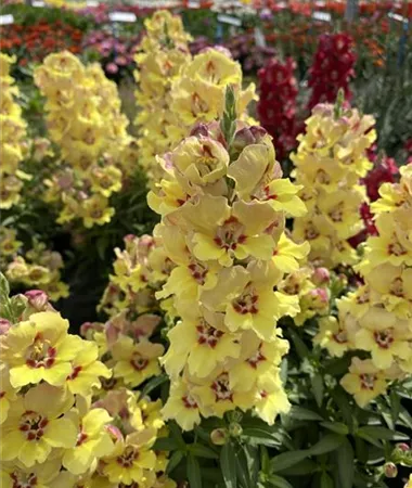 Antirrhinum majus