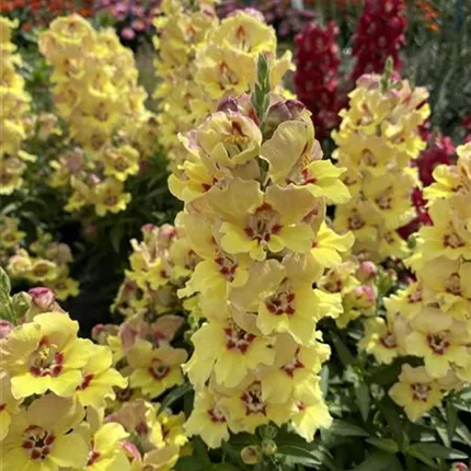 ANT_Dazzling Lips®_Yellow Eye_128_403121_IMG_4802_KATALOGBILD.JPG