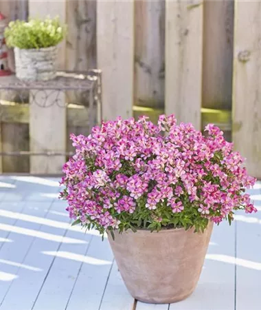 Antirrhinum majus