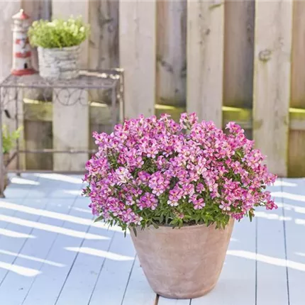 ANT_DAZZLING-LIPS-PINK_403111_72704_07_Schubert (2)IMAGE_KATALOGBILD.jpg