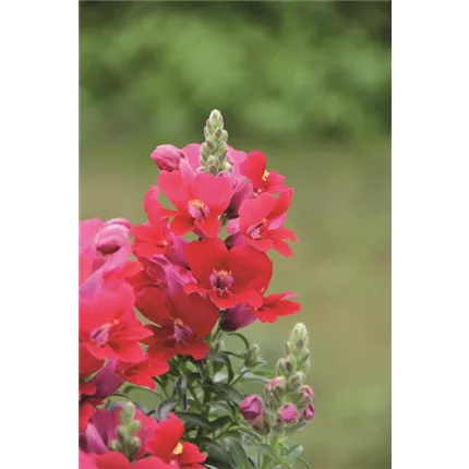 ANT_Dazzling Lips®_Red_403114_IMG_2866.jpg