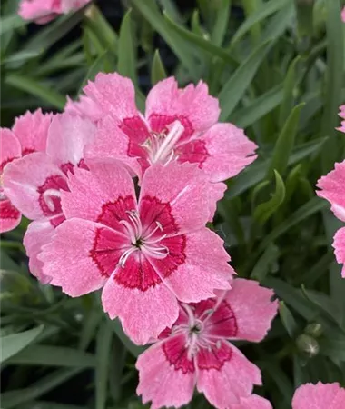 Dianthus superbus