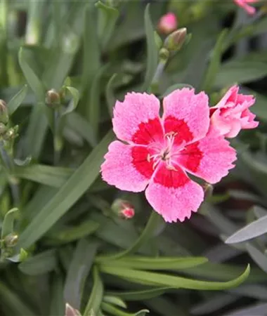 Dianthus superbus