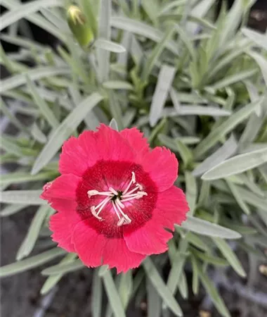 Dianthus superbus