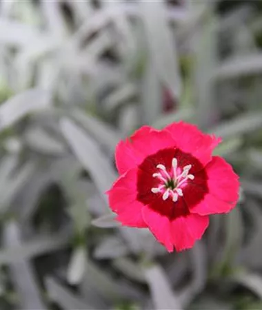 Dianthus superbus