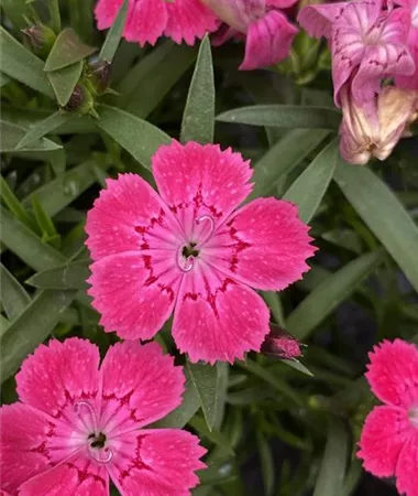 Dianthus superbus