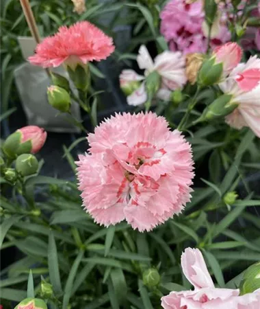 Dianthus caryophyllus