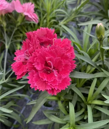 Dianthus caryophyllus