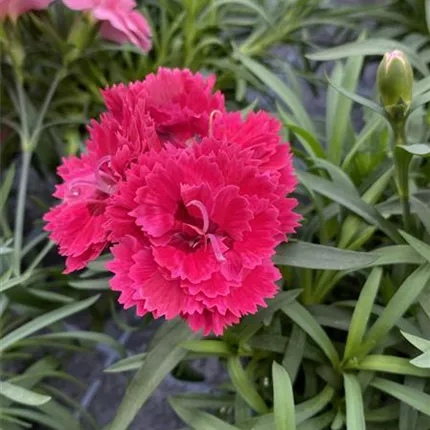 DIA_Sweet Pleasure®L_Cherry Eye_84_439335_IMG_4549_KATALOGBILD.JPG