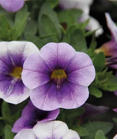 Calibrachoa cultivars