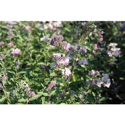 CAR_Camara_Pink_ 497220_IMG_3938.jpg