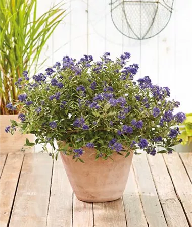 Caryopteris x clandonensis