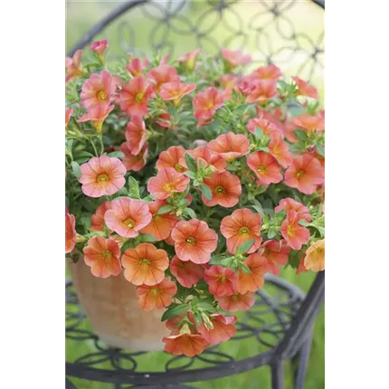 CAL_Calita®_Orange_411240_51 │ 128 │ URC_08545_MF_Neo_Mango (5).jpg