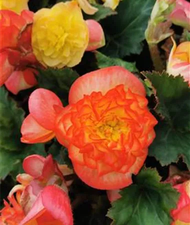 Begonia x tuberhybrida