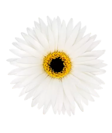 Gerbera x jamesonii
