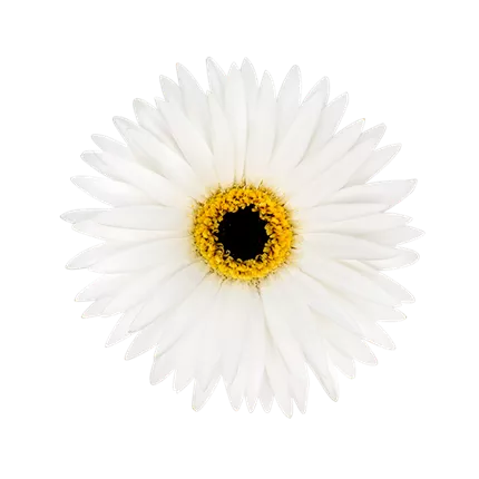 GER_Garvinea® Sweet_Frosting_40_444810_ (1)_KATALOGBILD.png