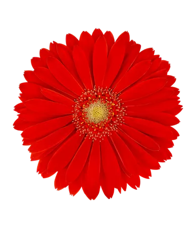 Gerbera x jamesonii