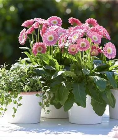 Gerbera x jamesonii