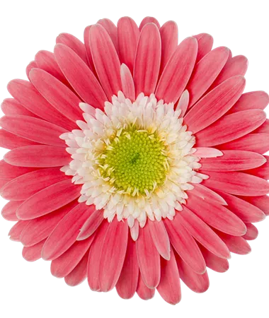 Gerbera x jamesonii