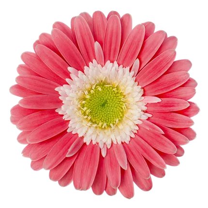 GER_Garvinea® Sweet_Memories_40_444830_ (2)_KATALOGBILD.png