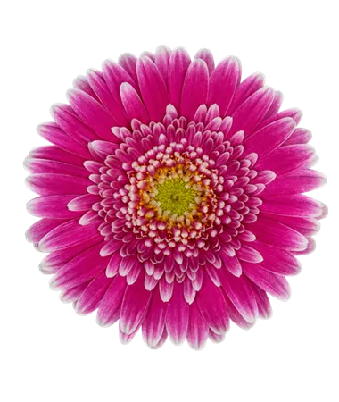 Gerbera x jamesonii