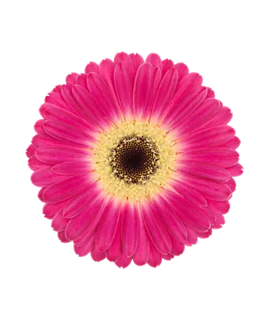 Gerbera x jamesonii