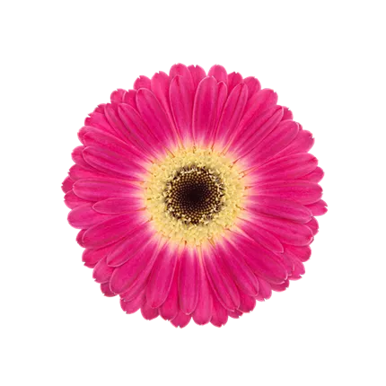 GER_Garvinea® Sweet_Spice_40_444845_ (1)_KATALOGBILD.png