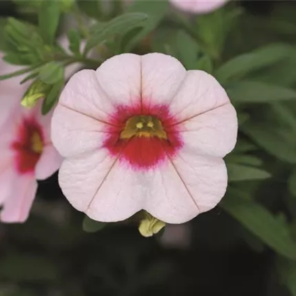 CAL Calita Pink Morn 411250 IMG_9483_.jpg