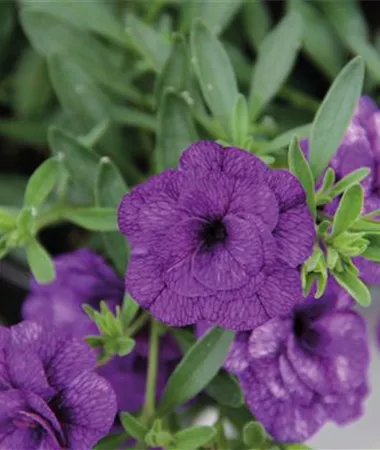 Calibrachoa cultivars