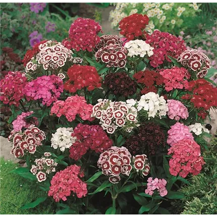 DIA-Messenger Mix-Messenger Mix-439150+468417-15027-1.jpg