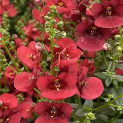 DIA_Divara® Deep Red 440710IMG_4962_KATALOGBILD.JPG